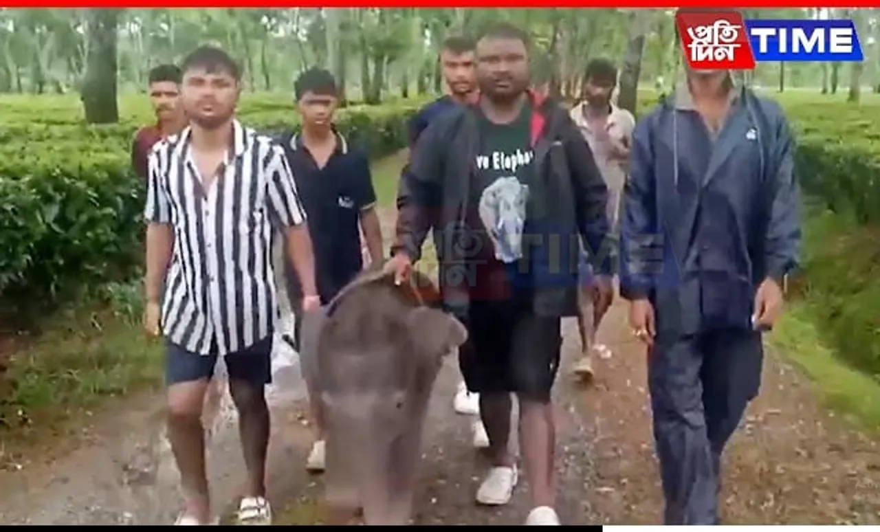 Local Heroes Save Elephant Calf from Pond Near Indo-Bhutan Border